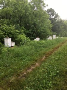 Honeybee hives containing many bees