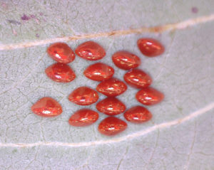 Insect eggs on underside of a leaf