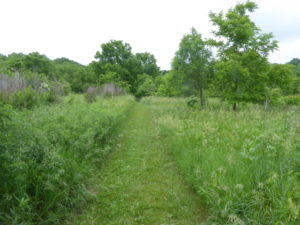 Old pasture with many woody plants present