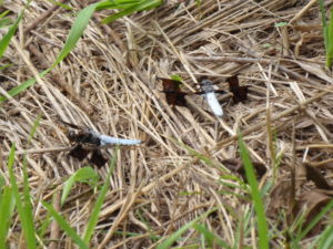 Two libellulid dragonflies resting in grass