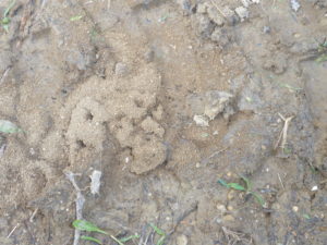 Monomorium minimum ant nest along gravel road