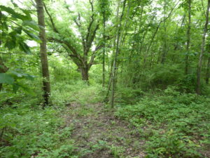 Oak-hickory forest with much low vegetation