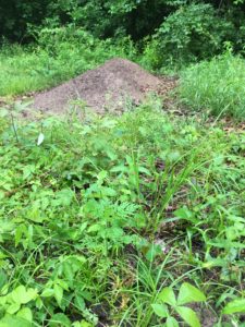 Large ant nests measuring almost 2 feet high.