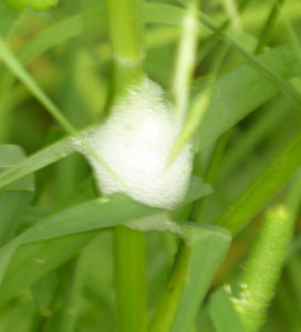 Spittle bug on plant